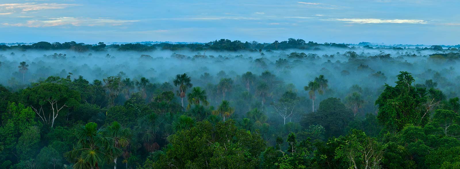 ART launches initiative to capture the value of jurisdictional REDD+ beyond carbon